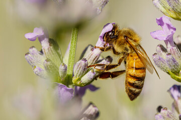Abeille.