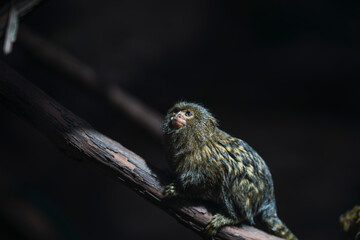 Titi pigmeo sobre rama