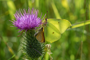 Close up of a Brimstone butterfly on a purple thistle flower