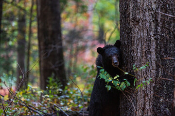 Obraz premium black bear in the woods