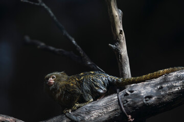 Titi pigmeo sobre rama