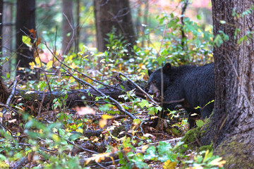 bear in the woods