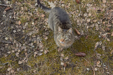 grey wild cat in the forest hunts and lives in the forest