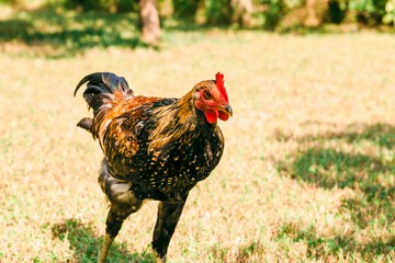Chicken on field