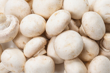 Champignon mushroom isolated on white background.