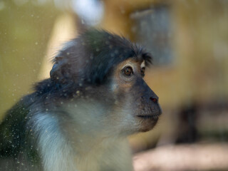 Mono triste encerrado detrás de un cristal