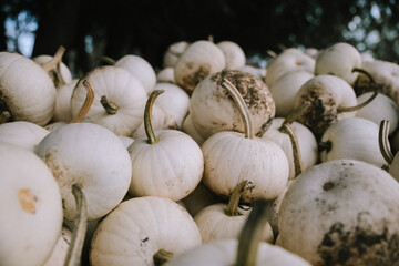 Bin of Organic White Pumpkins