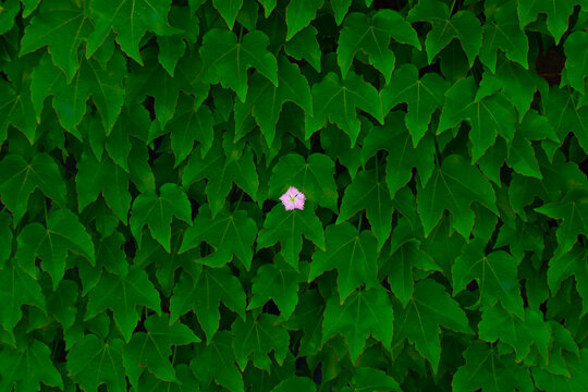 one beautiful little flower in many green leaves
