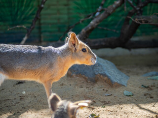 Mara del Chaco o conejo de la Patagonia 