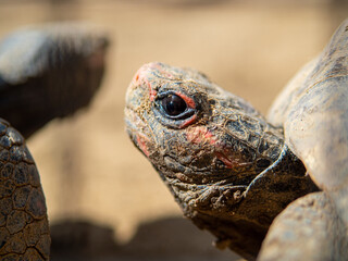 Cabeza de tortuga 