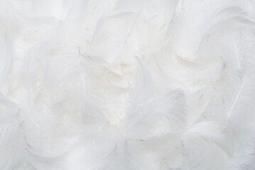 White  soft feathers background.