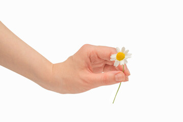 Bouquet of daisies isolated on white.