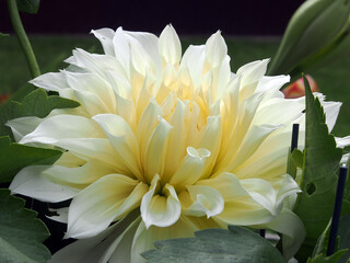 Dahlia, a beautiful perennial white flower (Dáhlia), close-up, macro photography. Autumn nature, close-up on a blurry green background.