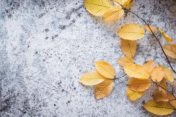 Bright yellow autumn leaves on grey background