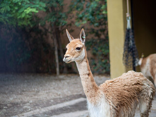 Llama en la naturaleza
