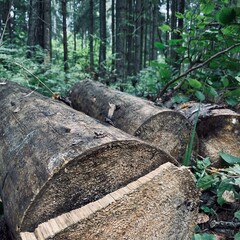 Obraz premium stack of logs