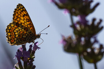 Papillon.