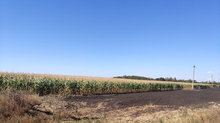 corn field