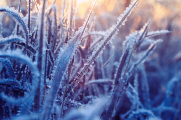 horizontal natural background with grass covered with frost crystals in morning pink sunlight