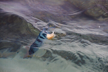 Obraz premium fish in water eats bread
