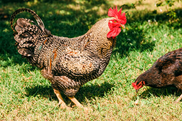 Rooster and hen on field