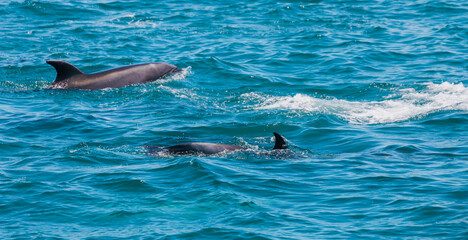Naklejka premium Pair of dolphins in Bay of Islands, New Zealand