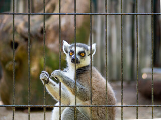 Lemur de cola anillada mirando por una reja en una jaula
