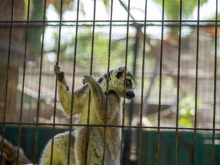 Lemur de cola anillada mirando por una reja en una jaula