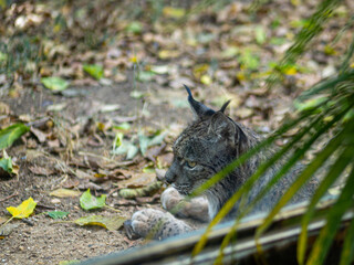 Lince ibérico en el bosque 