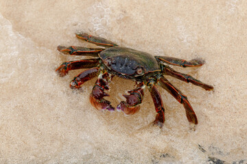 a large crab emerged from a cave sunbathing on the beach