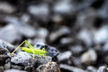 Green Grasshopper on Crushed Rock