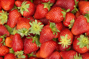 strawberries are fresh against the background of nature a lot of ripe berries