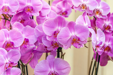 beautiful floral background of pink orchids close up