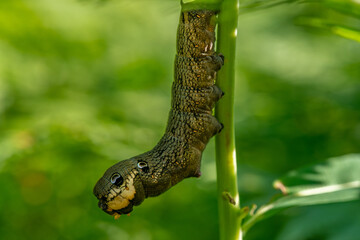 Close up of a hawk moth caterpillar on a green branch