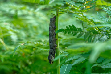 Close up of a large caterpillar clinging to a green branch