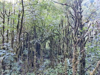 forest, trees in moss