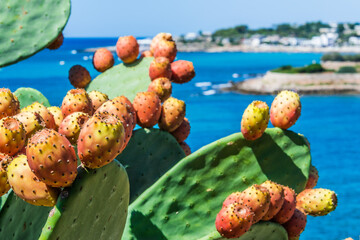 Prickly pear on the Italian coastline in Apulia