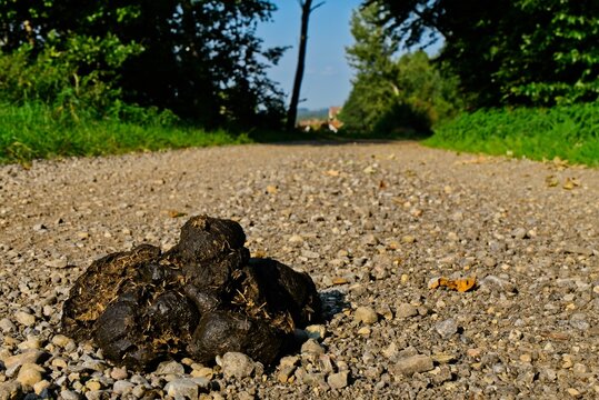 Pferde&auml;pfel auf Feldweg