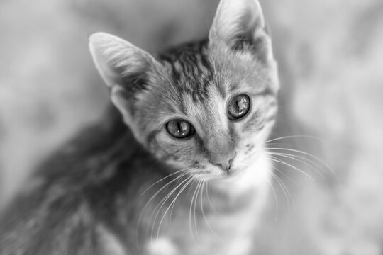Kitten closeup face portrait. Black and white photo of a cat, closeup.