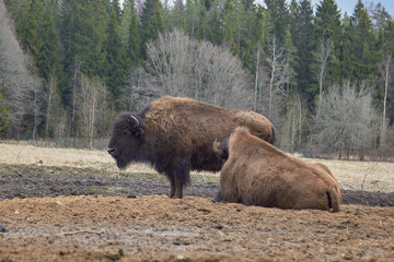 Wild european bison in the forest, Russia