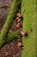 mushrooms on trunk full of moss