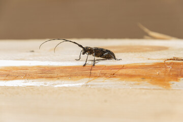 Bark beetle on the background of a wooden board. A large beetle with a large mustache.