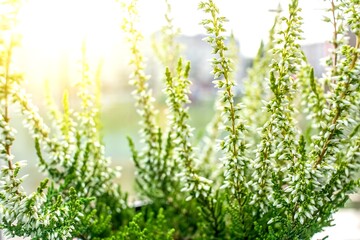 White, tender color of the heather flower on a sunny background, close-up