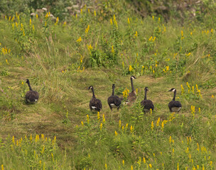 Canada Geese in summer