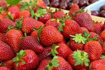 strawberries are fresh against the background of nature a lot of ripe berries