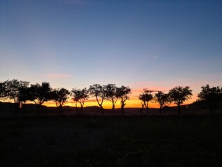 Silueta de varios árboles al atardecer 