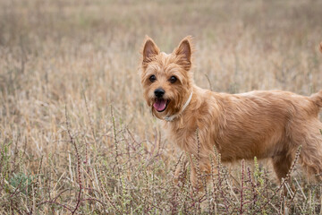 un simpático perro de color marrón saca la lengua 