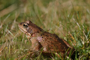 Grenouille de montagne