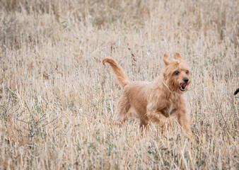 un perro marrón de pelo largo corre por el campo