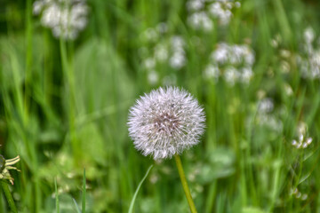 Löwenzahn, Taraxacum, Pflanzengattung, Korbblütler, Art, Mitteleuropa, Blume, Wiesenblume,...